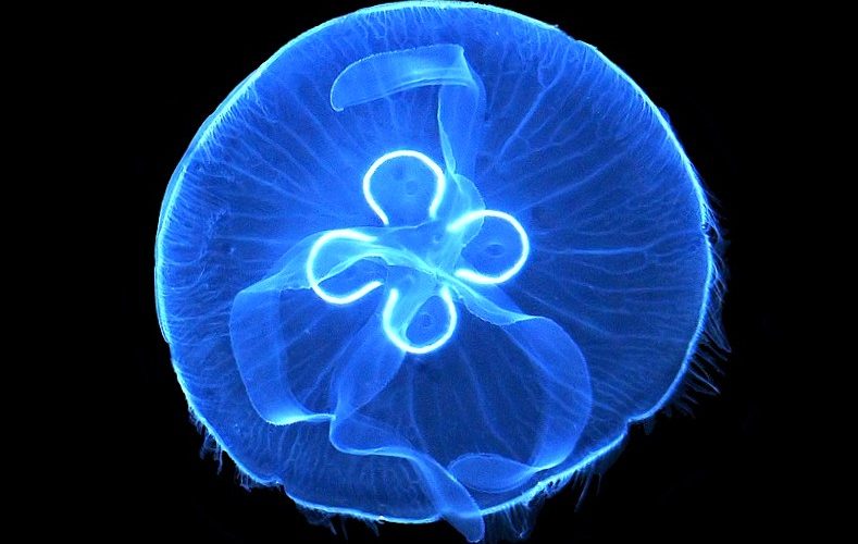 Dans magic al meduzelor albastre la malul mării