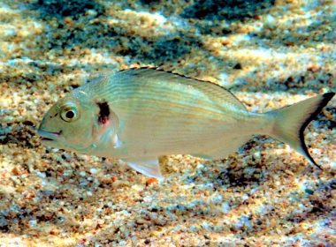 Dorada, specie nouă de peşte în Marea Neagră