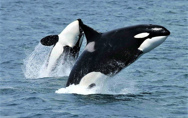 Balenele ucigaşe din apele Spaniei vor fi microcipate